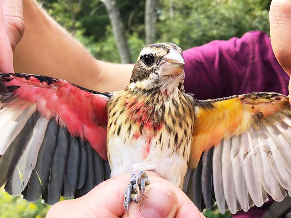 Researchers at Powdermill Nature Reserve find rare bird showing male and female plumage